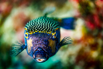 Fototapeta premium close up of blue puffer fish head facing the photographer