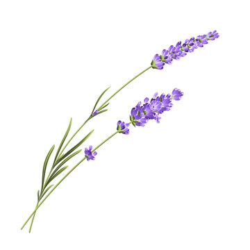 Elegant purple lavender bouquet on white, vector illustration