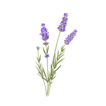 Purple lavender flower vector botanical element on white background