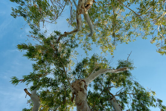 Tree viewed from below, sunlight filtering through leaves, Kefalonia, Greece
