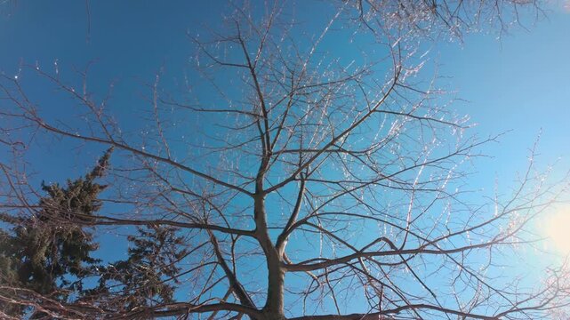 Low-angle view of frozen tree branches with ice glistening against bright sun and blue sky, backlit by sunshine. Winter landscape featuring crystalline frozen branches gleaming in the bright sunlight