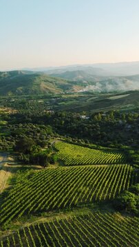 Vineyard landscape in Calabria at sunset, in the natural hills