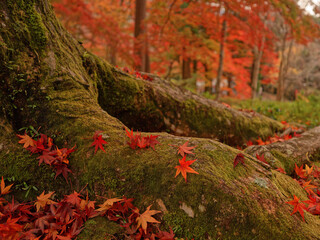 Fototapeta premium 京都・毘沙門堂門跡 苔むした大木の根と紅葉が彩る秋の寺院風景
