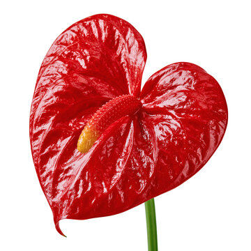 Vibrant red anthurium flower with a glossy heart shape isolated on a transparent background for interior decor or botanical design.