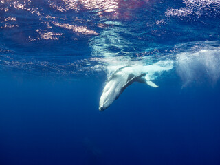 A humpback whale (Megaptera novaeangliae) surfaces in the deep blue ocean. © Pete Niesen Photo