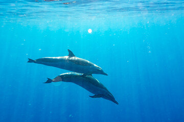 Fototapeta premium Two dolphins swim in the blue ocean water.
