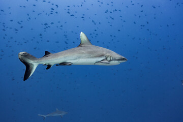 Gray reef shark  Carcharhinus amblyrhynchos, with injuries and scars on tail fin © Pete Niesen Photo