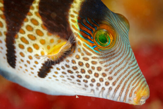 Macro view of ornate patterns on head of Saddled toby fish, Canthigaster valenti