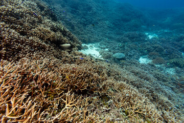 A sea turtle swims over a vibrant coral reef teeming with small fish. © Pete Niesen Photo