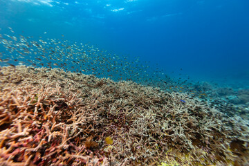 A school of small fish swims over a coral reef in clear blue ocean water. © Pete Niesen Photo