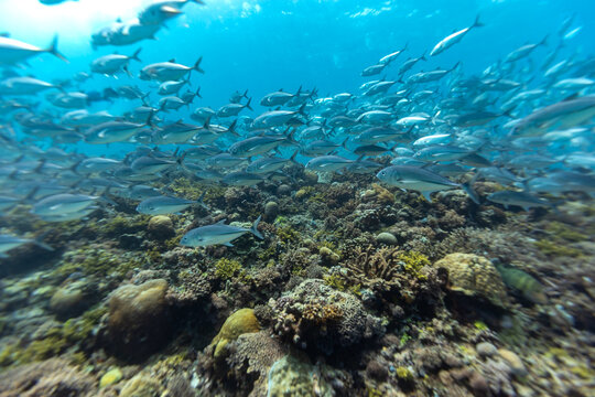 A school of Bigeye Trevally (Caranx sexfasciatus) swims over a coral reef.