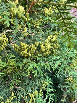 Green thuja branches with cones in natural garden