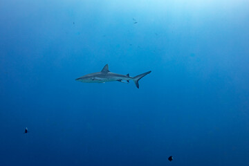 Naklejka premium A grey reef shark (Carcharhinus amblyrhynchos) swims in the clear blue ocean.