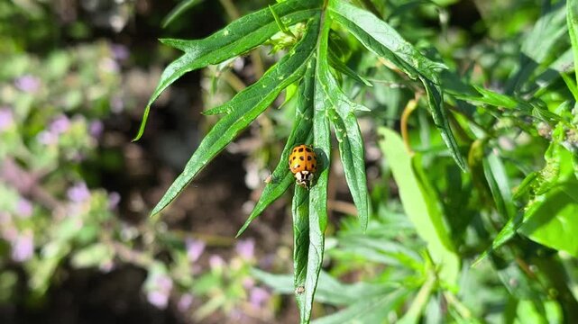 Detailed video of a ladybug preying on aphids on plant leaves. Natural balance and plant protection. Video of natural insect interaction: predatory ladybug on an infested plant.