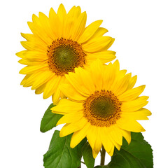 Fototapeta premium Two sunflowers in bouquet isolated on white background. Sun symbol. Flowers yellow, agriculture. Seeds and oil. Flat lay, top view. Bio. Eco. Creative