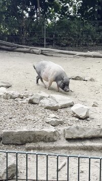 Pot-bellied pig foraging on dirt ground at Tierpark Fauna zoo in Solingen, Germany