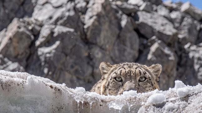 Snow leopard peeking over icy snow rocky habitat showing vulnerable wildlife of endangered species needing conservation efforts