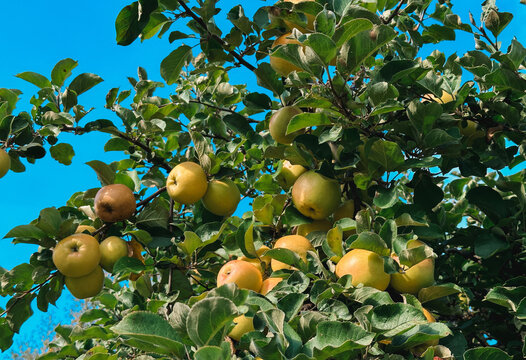 Low angle view of a lush apple tree heavy with ripe golden apples amidst dense green leaves against a vibrant clear blue sky, capturing a bountiful harvest and natural summer orchard scenery