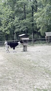 Black and white llama standing near a wooden feeder at Tierpark Fauna zoo in Solingen, Germany