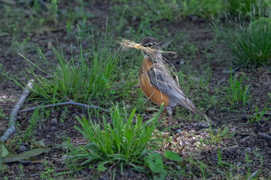 American Robin Bird with Nesting Material in Beak on the Ground.