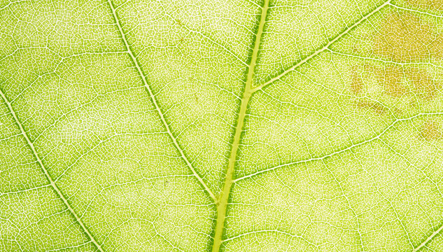 Pale Green Leaf Vein Junction Macro