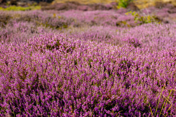 Obraz premium Selective focus bush of wild purple flowers Calluna vulgaris (heath, heide, ling or simply heather) is the sole species in the genus Calluna in the flowering plant family Ericaceae, Natural background