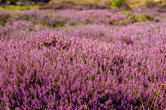 Selective focus bush of wild purple flowers Calluna vulgaris (heath, heide, ling or simply heather) is the sole species in the genus Calluna in the flowering plant family Ericaceae, Natural background