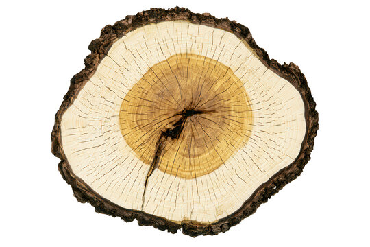 Round tree log cross section. Isolated wooden slice with natural bark texture.