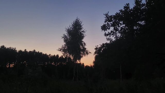 Sunset sky in the forest with sound of cicadas
