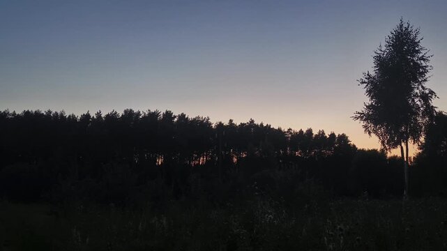Sunset sky in the forest with sound of cicadas