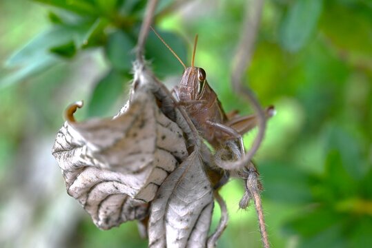 Patanga japonica (Japanese Tsuchi-Inago ). Orthoptera, Acrididae, Patanga. The nymphs are green, while the adults turn brown; they feed on plant leaves.
