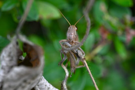 Patanga japonica (Japanese Tsuchi-Inago ). Orthoptera, Acrididae, Patanga. The nymphs are green, while the adults turn brown; they feed on plant leaves.