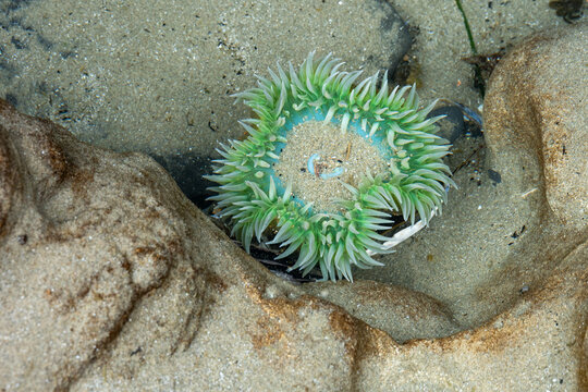 Giant Green Sea Anemone, Anthopleura xanthogrammica, exploring tide pools and the intertidal zone at low tide, Seal Rocks State Recreation Site, Oregon state park, summer outdoor vacation road trip
