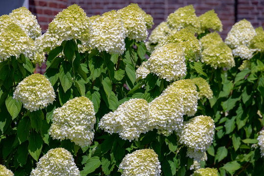 Selective focus bushes of Hydrangea paniculata flowers in the garden, White cream hortensia, Panicled hydrangea is a species of flowering plant in the family Hydrangeaceae, Natural floral background.