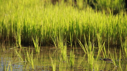 Fototapeta premium Vibrant green rice seedlings growing in a flooded paddy field reflecting bright sunlight during agricultural season