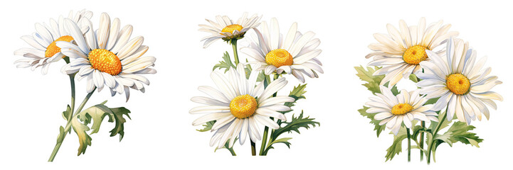 Obraz premium Delicate daisies are painted in watercolor on a black backdrop, creating a charming composition