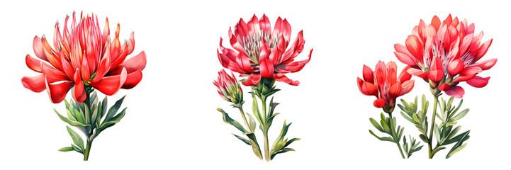 Obraz premium Three elegant paintbrush wildflowers create a striking visual impact on a black background