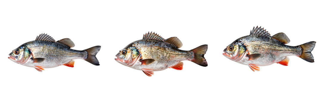 Three silver perch fish are displayed on a black background in a horizontal alignment