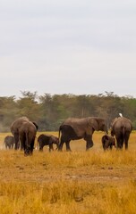 African elephant family walking across savannah grassland © Michael