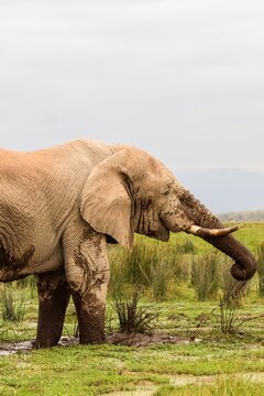 African elephant standing in muddy wetland habitat