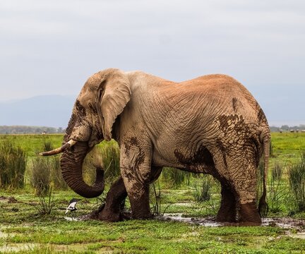 African elephant enjoying mud bath in a swamp