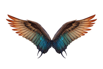 Fototapeta premium Wide pair of brown and blue feathered wings