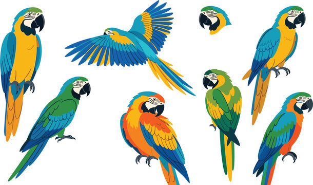 Exotic tropical macaw parrots vector illustration set featuring colorful blue and gold macaws perched, flying, preening, and in different natural poses.