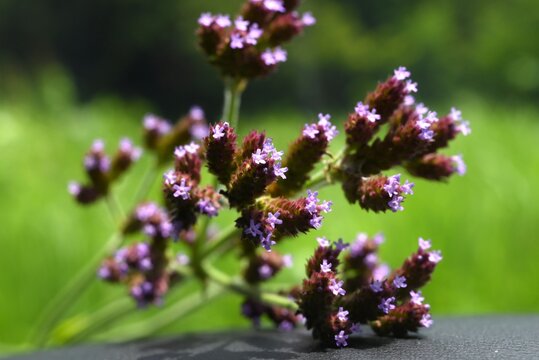 Brazilian vervain flowers.  Verbenaceae perennial native to South America. It grows along riverbanks and roadsides, producing small, pale purple flowers in the summer.