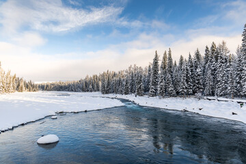 A clear river winds through a snow-laden coniferous forest under a bright blue sky in winter, with snow-covered boulders in the water. © tai