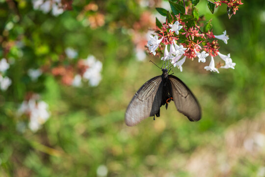 Black swallowtail butterfly feeding on white abelia flowers in a green summer garden.