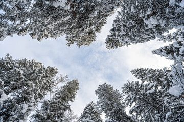 Low-angle shot of snow-laden evergreen trees framing a pale blue winter sky in a forested area. © tai