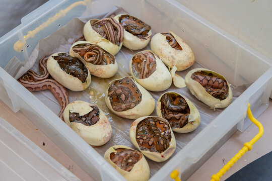 A newly hatched reticulated python emerges from its egg, revealing intricate patterns and the fragile beginning of life.