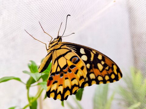 Papilio demoleus butterfly on white mesh net with wings partially open, lime butterfly side view