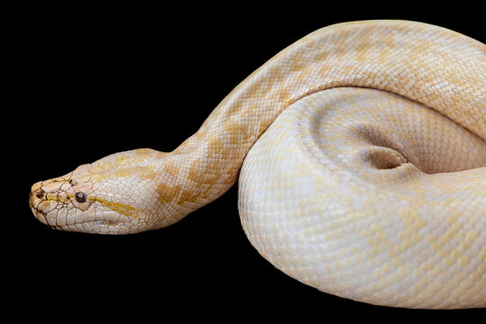 An albino Burmese python (Python bivittatus) coils calmly, its pale yellow and white pattern creating a striking look.
